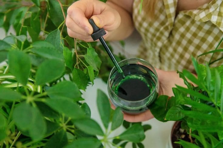 Clorofila Liquida Benevolent® 🌿